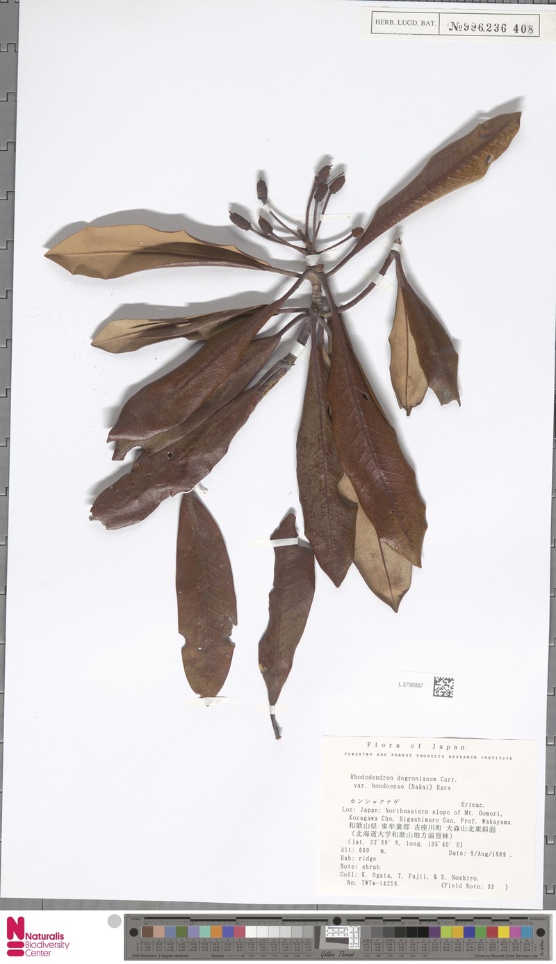 Rhododendron japonoheptamerum var. hondoense photo 2
