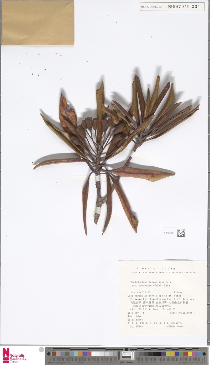 Rhododendron japonoheptamerum var. hondoense photo 3
