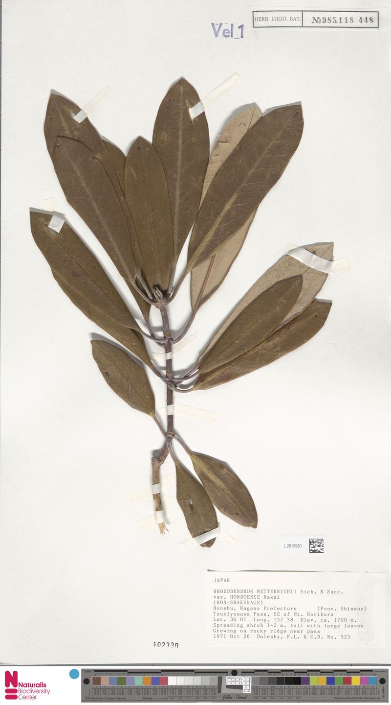 Rhododendron japonoheptamerum var. hondoense photo 4