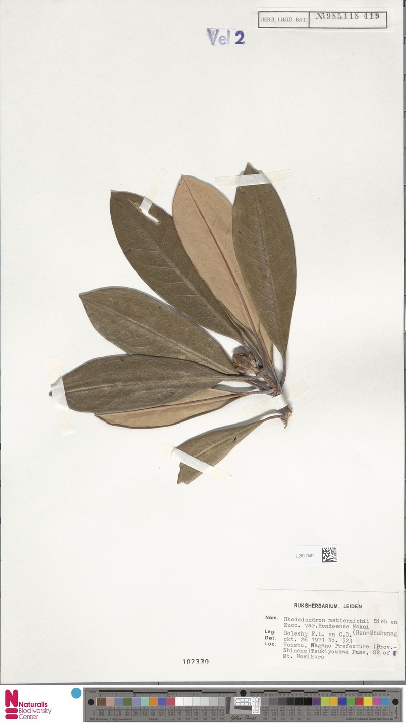 Rhododendron japonoheptamerum var. hondoense photo 5