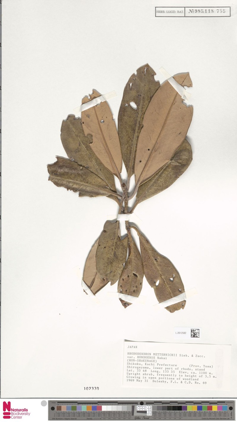Rhododendron japonoheptamerum var. hondoense photo 6