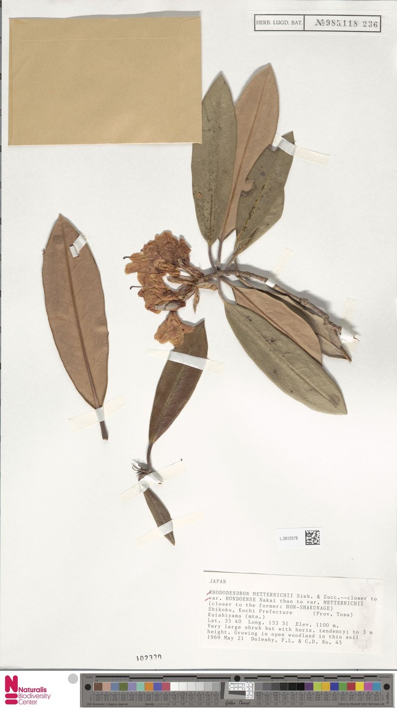 Rhododendron japonoheptamerum var. hondoense photo 7