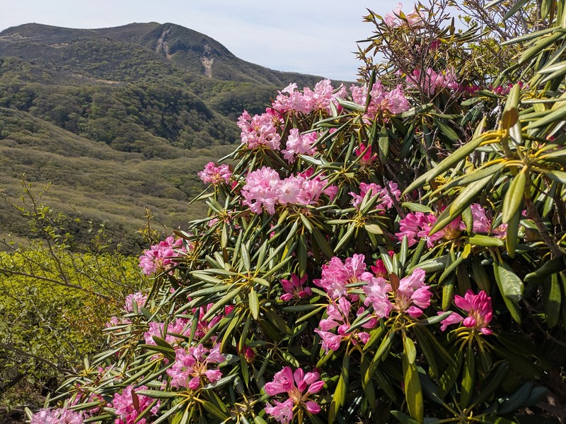 Rhododendron japonoheptamerum var. japonoheptamerum