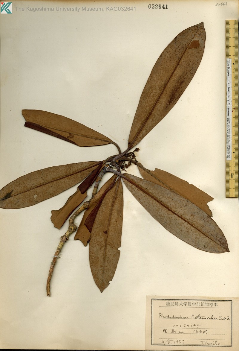 Rhododendron japonoheptamerum var. japonoheptamerum photo 2