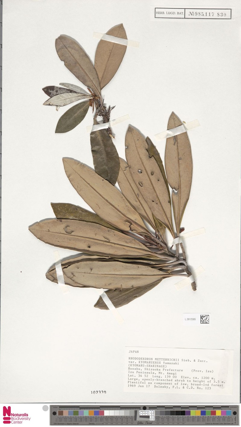 Rhododendron japonoheptamerum var. kyomaruense