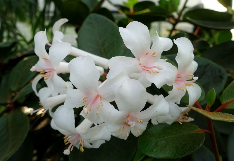 Rhododendron jasminiflorum