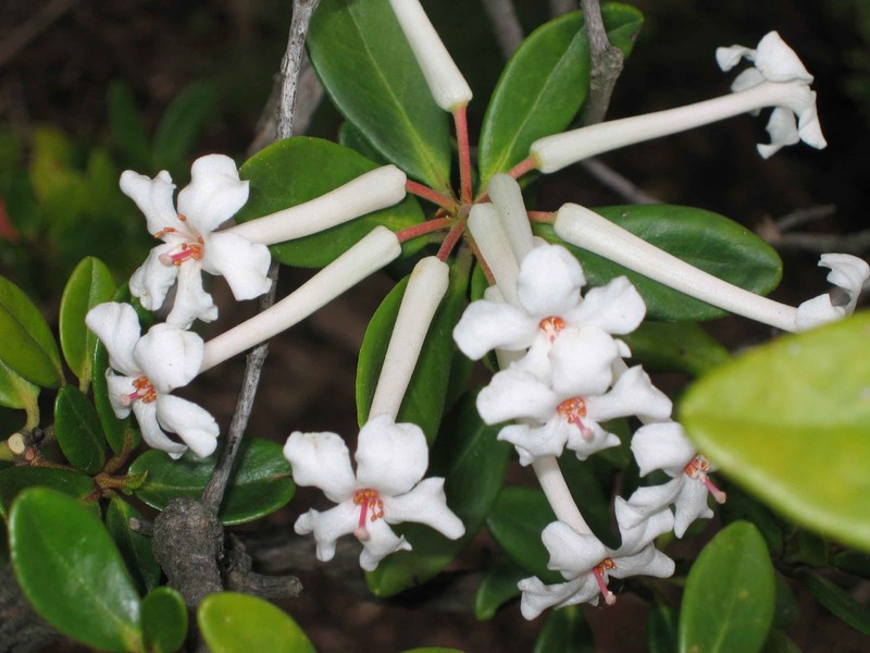 Rhododendron jasminiflorum photo 2