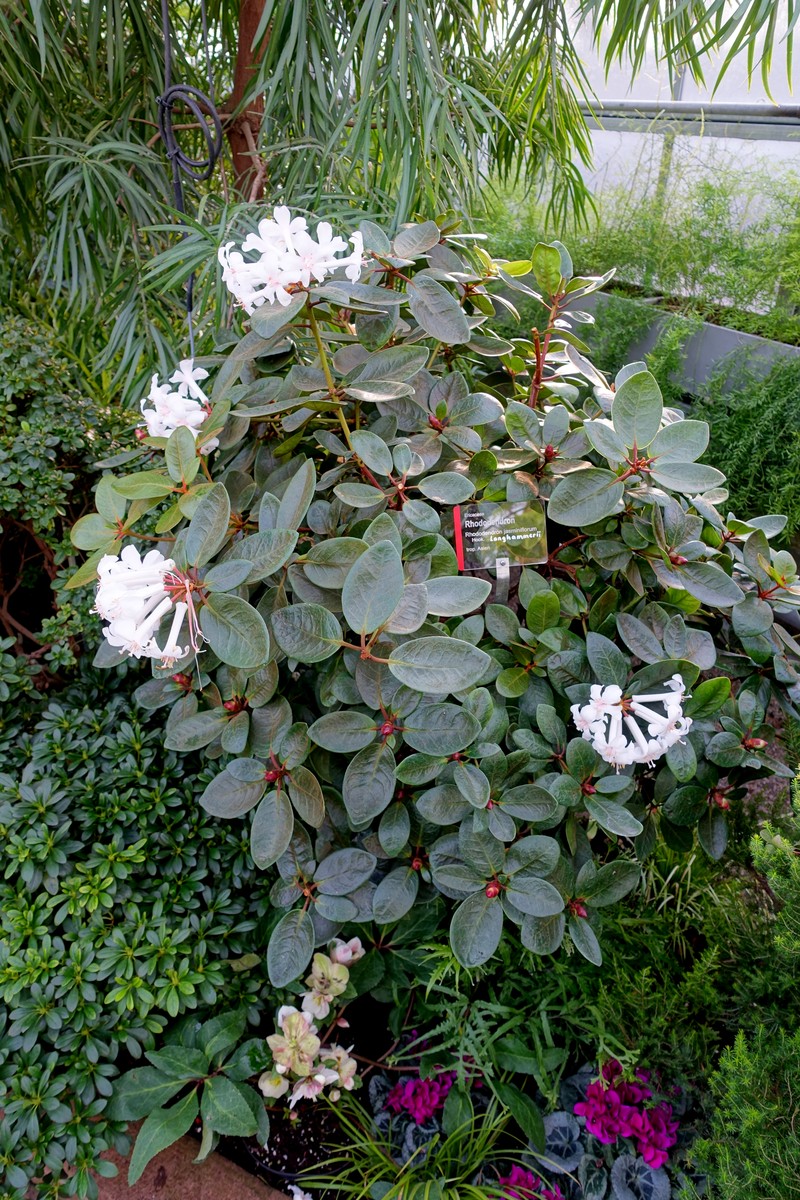 Rhododendron jasminiflorum photo 3