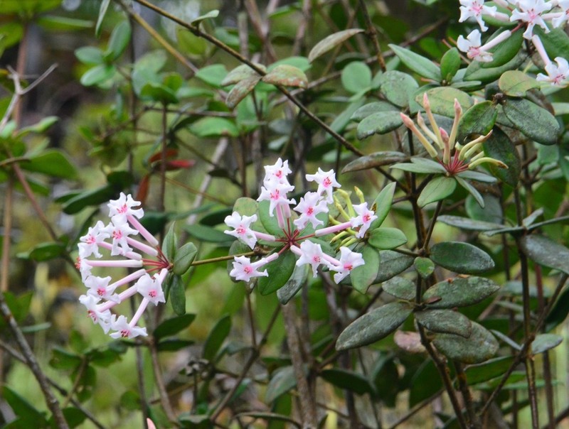 Rhododendron jasminiflorum photo 4