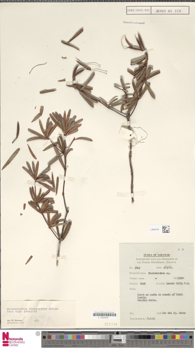 Rhododendron jasminiflorum subsp. chamaepitys photo 2