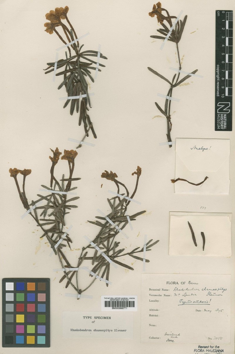 Rhododendron jasminiflorum subsp. chamaepitys photo 3