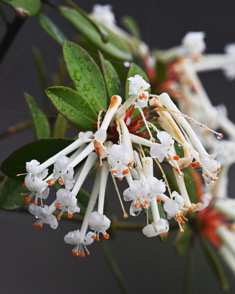 Rhododendron jasminiflorum subsp. copelandii