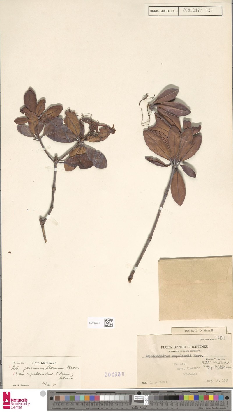 Rhododendron jasminiflorum subsp. copelandii photo 3
