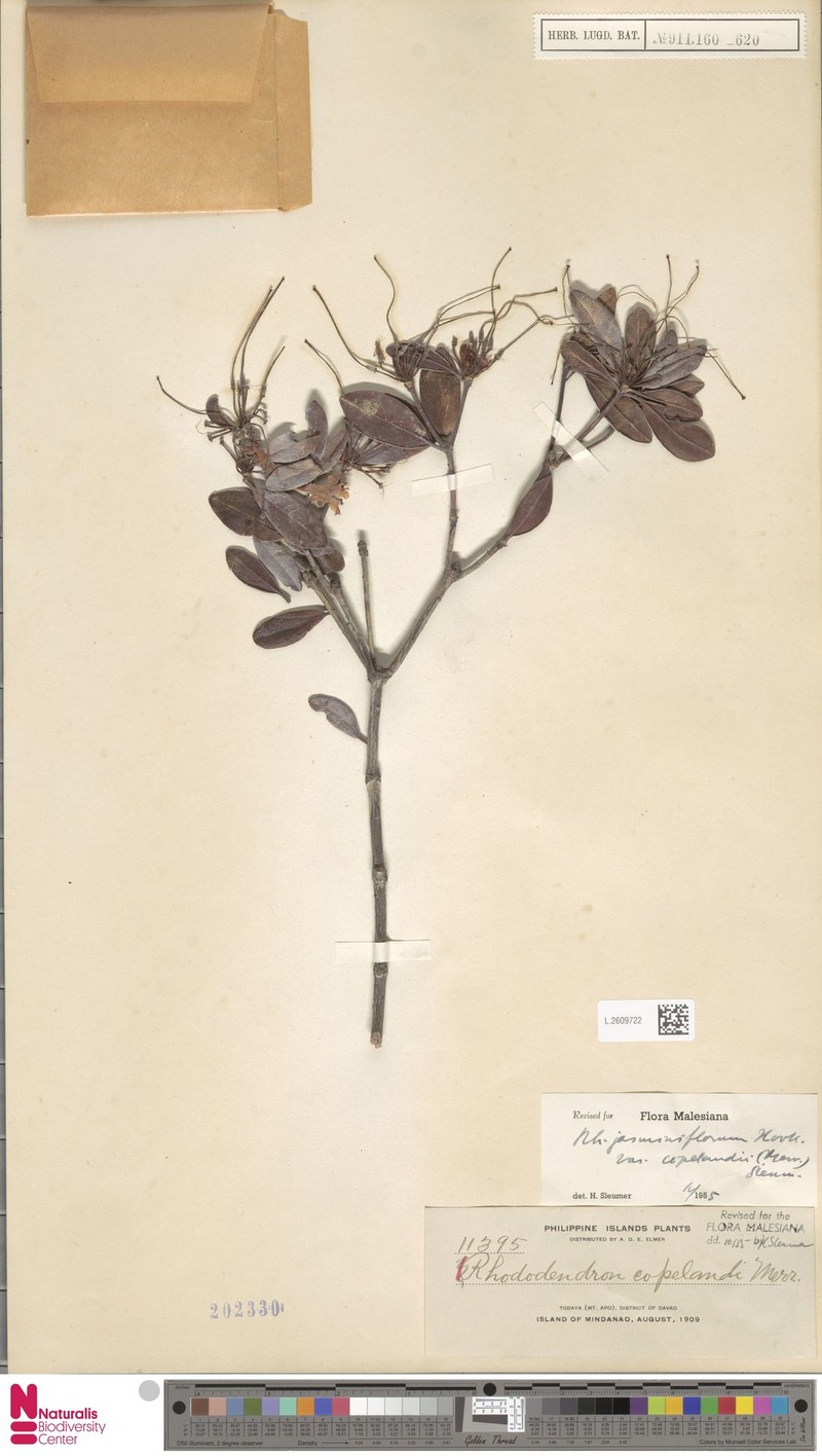 Rhododendron jasminiflorum subsp. copelandii photo 4