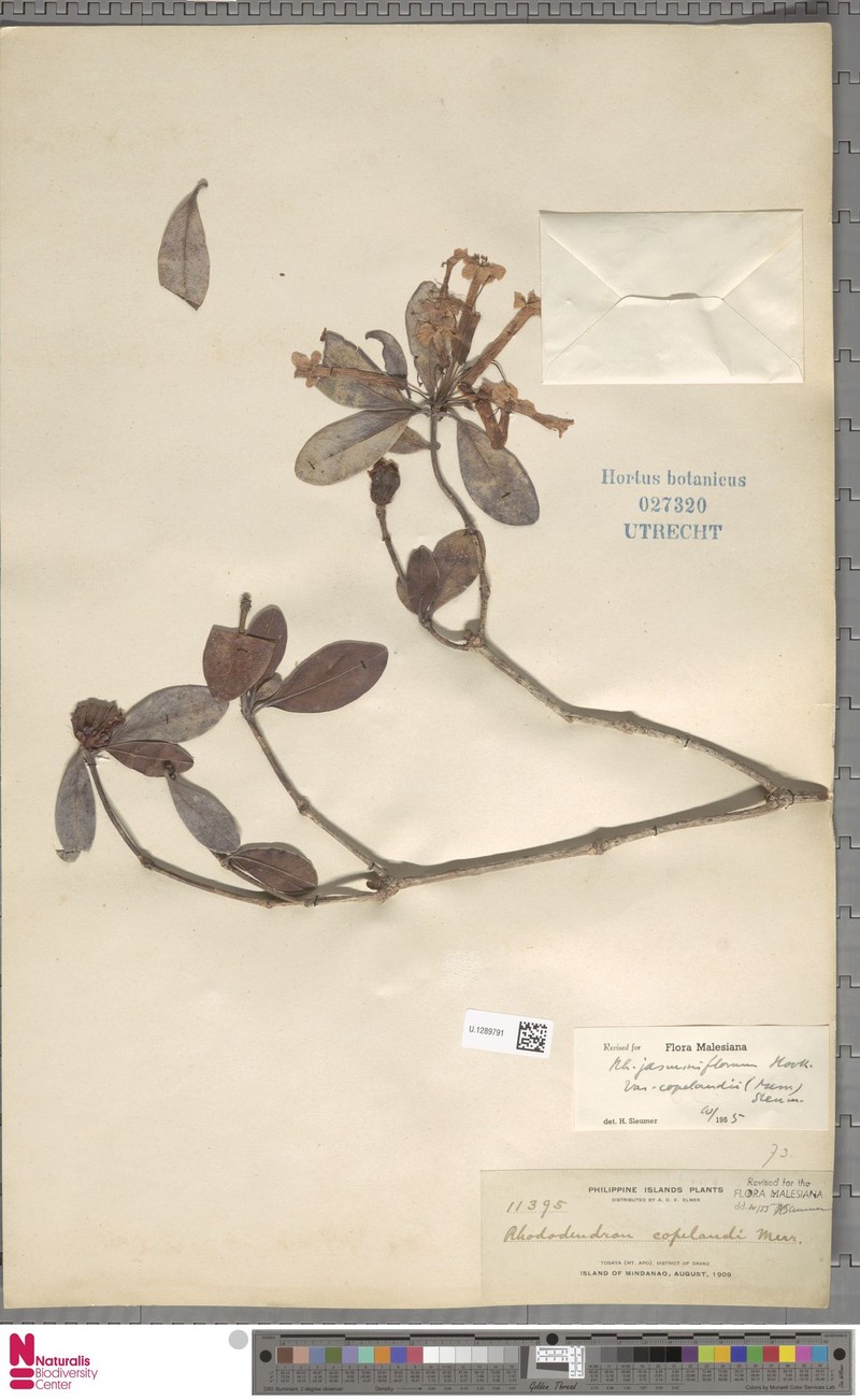 Rhododendron jasminiflorum subsp. copelandii photo 5
