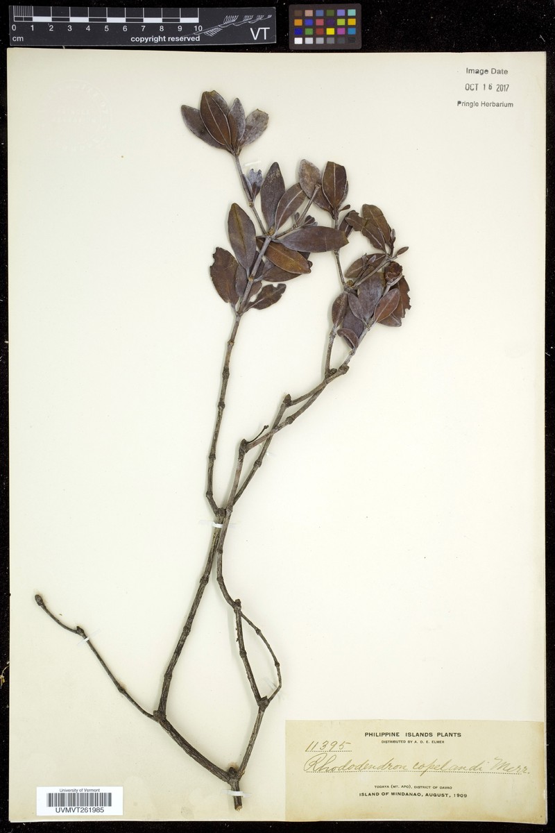 Rhododendron jasminiflorum subsp. copelandii photo 6