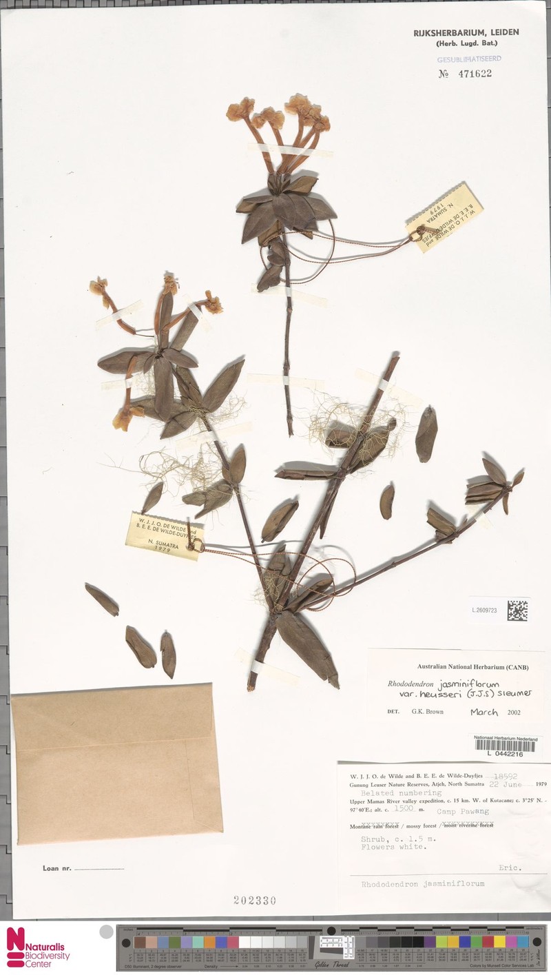Rhododendron jasminiflorum subsp. heusseri