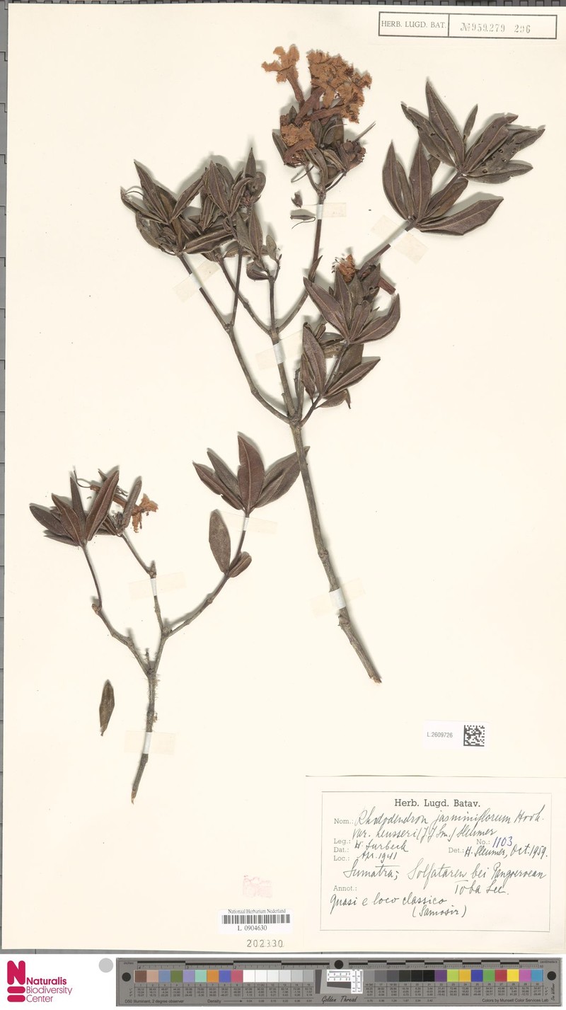 Rhododendron jasminiflorum subsp. heusseri photo 2