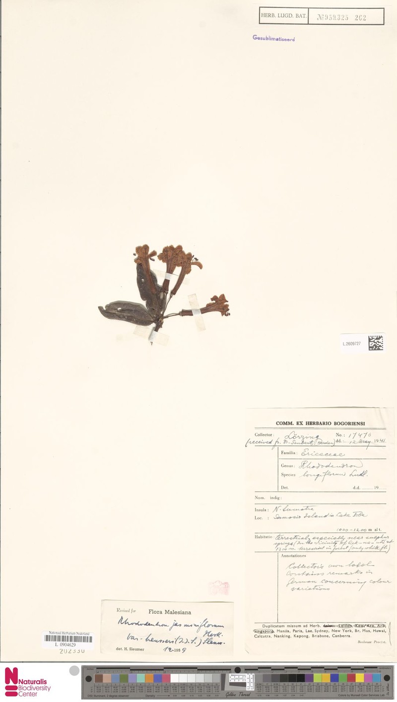 Rhododendron jasminiflorum subsp. heusseri photo 3