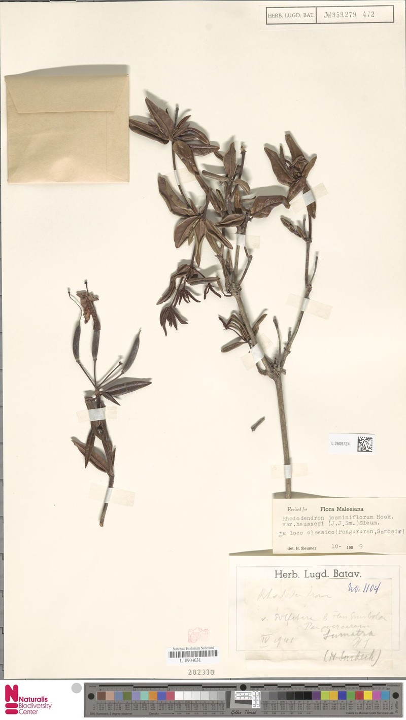 Rhododendron jasminiflorum subsp. heusseri photo 4