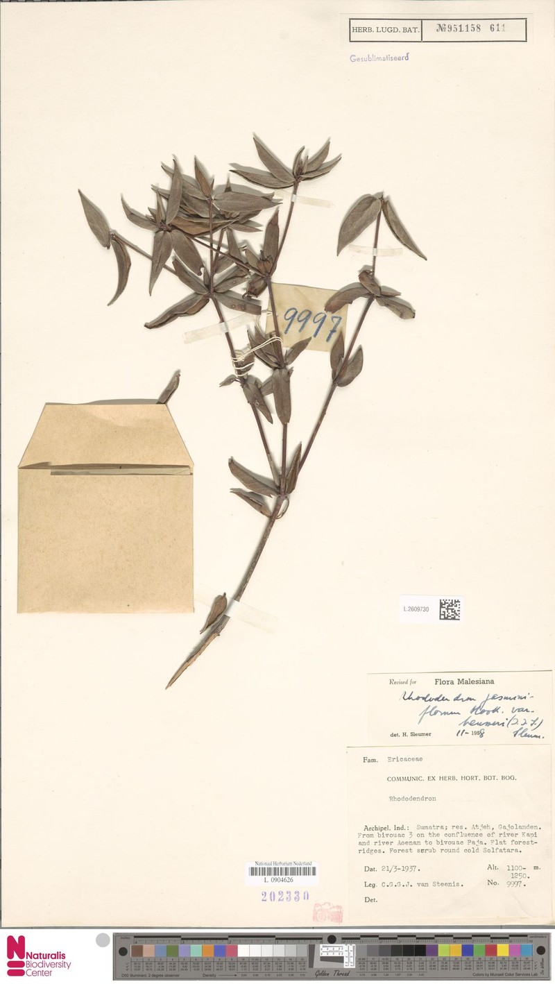 Rhododendron jasminiflorum subsp. heusseri photo 5
