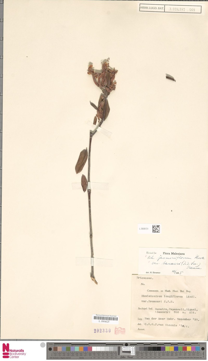 Rhododendron jasminiflorum subsp. heusseri photo 6