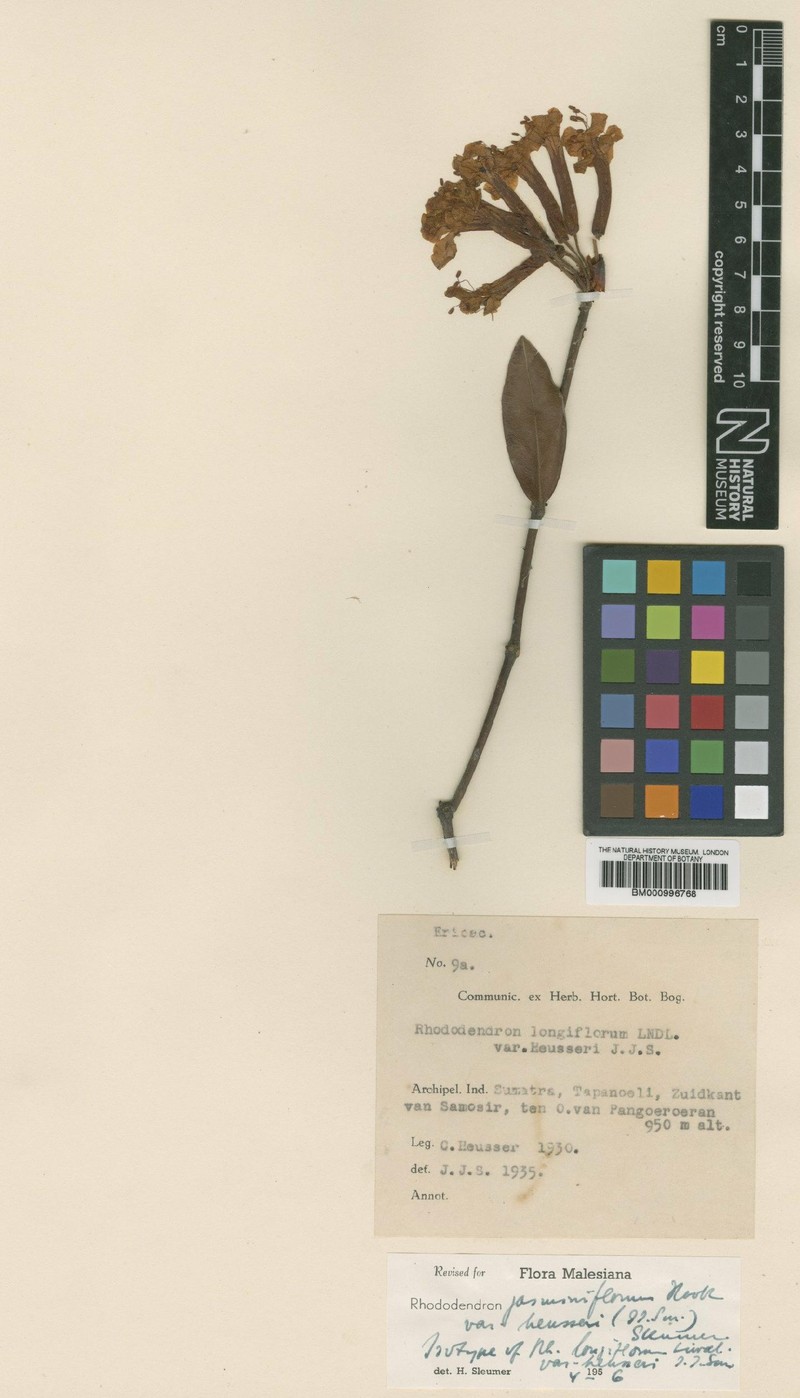 Rhododendron jasminiflorum subsp. heusseri photo 7