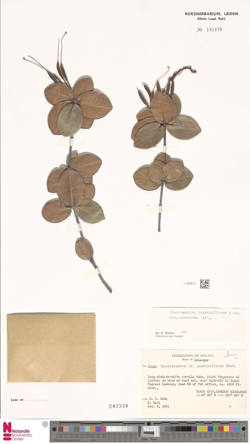 Rhododendron jasminiflorum subsp. jasminiflorum