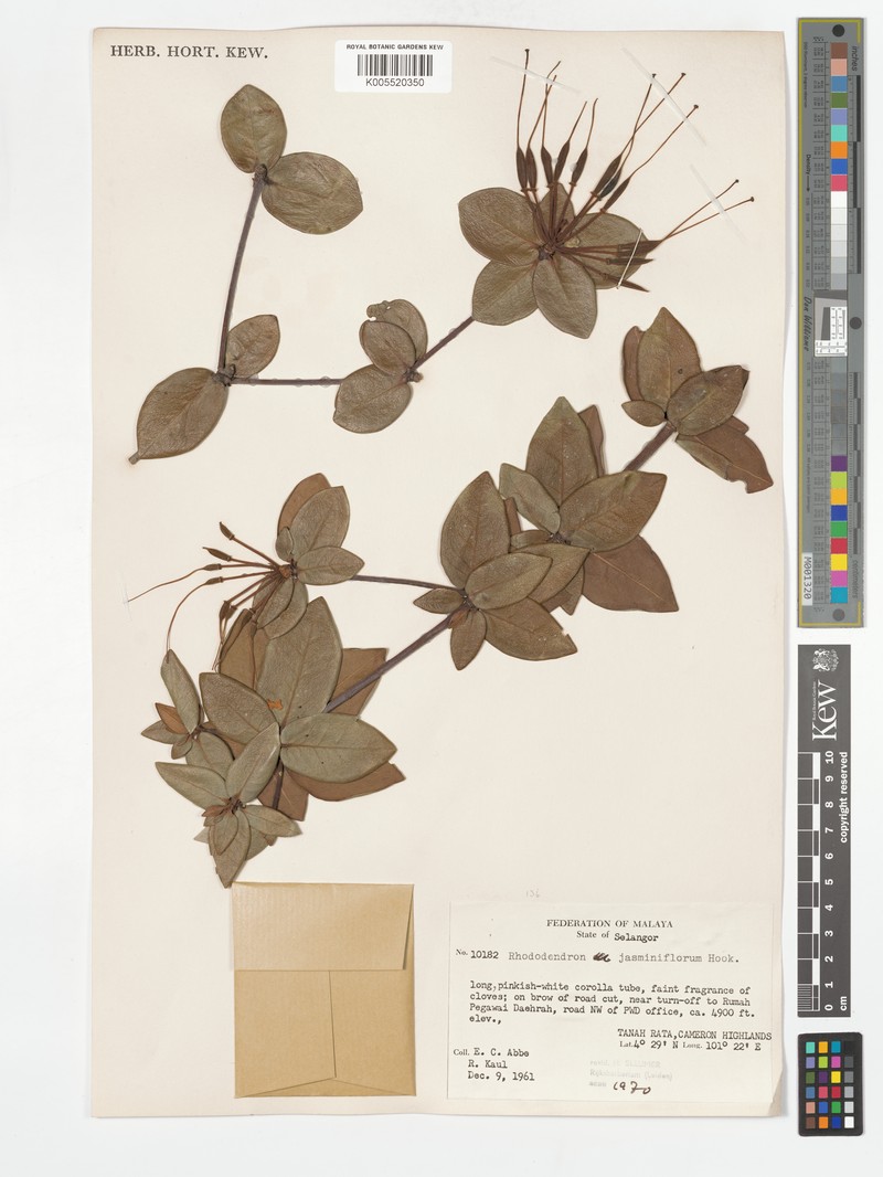 Rhododendron jasminiflorum subsp. jasminiflorum photo 2