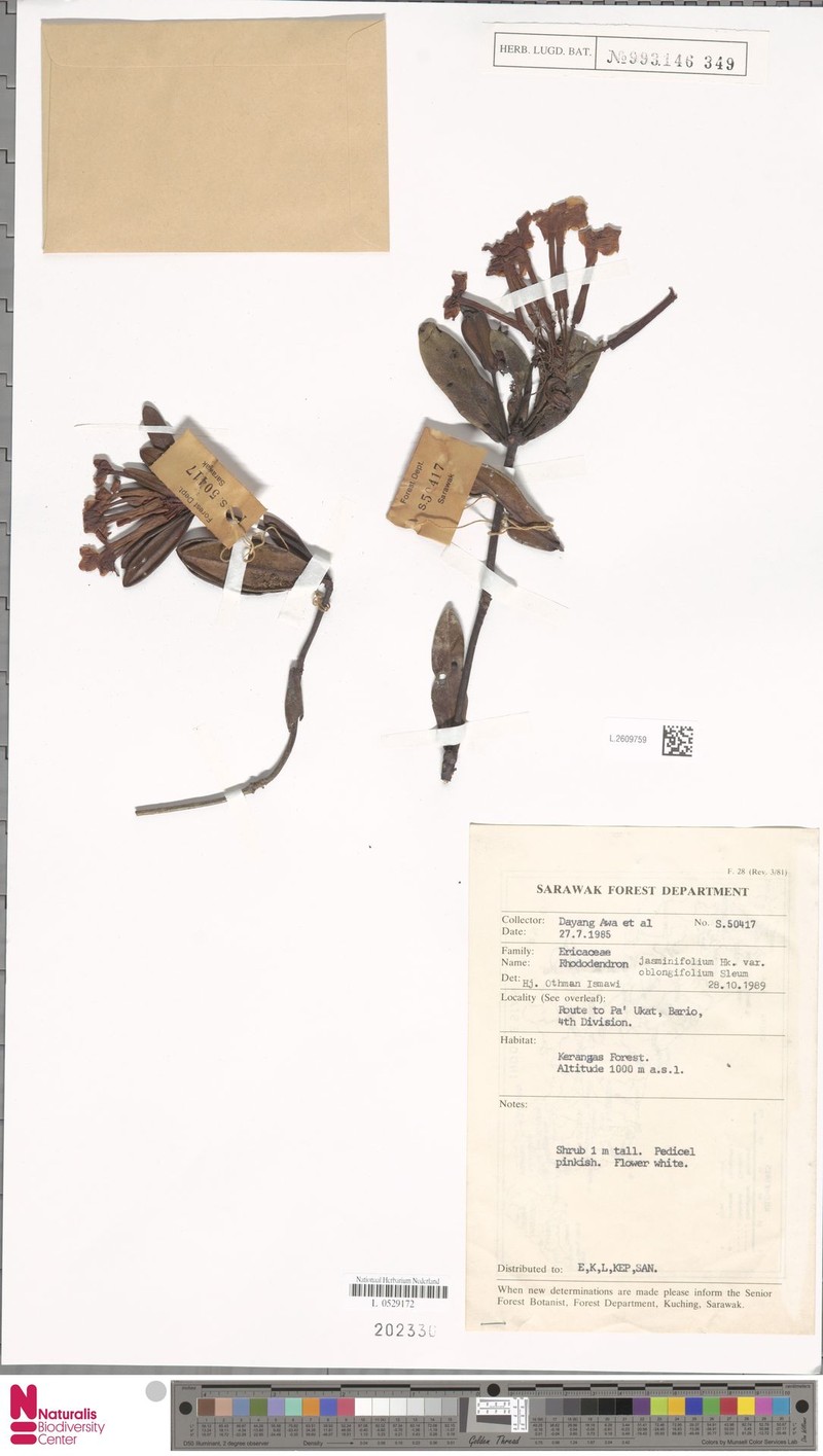 Rhododendron jasminiflorum subsp. oblongifolium