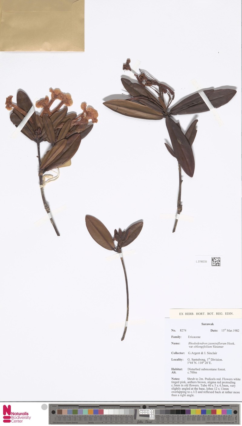 Rhododendron jasminiflorum subsp. oblongifolium photo 2