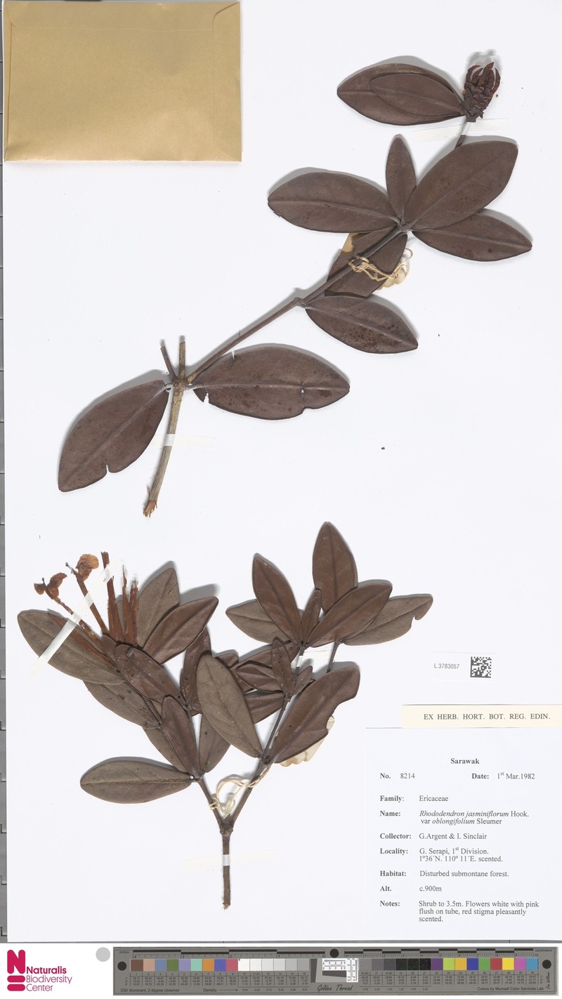 Rhododendron jasminiflorum subsp. oblongifolium photo 3