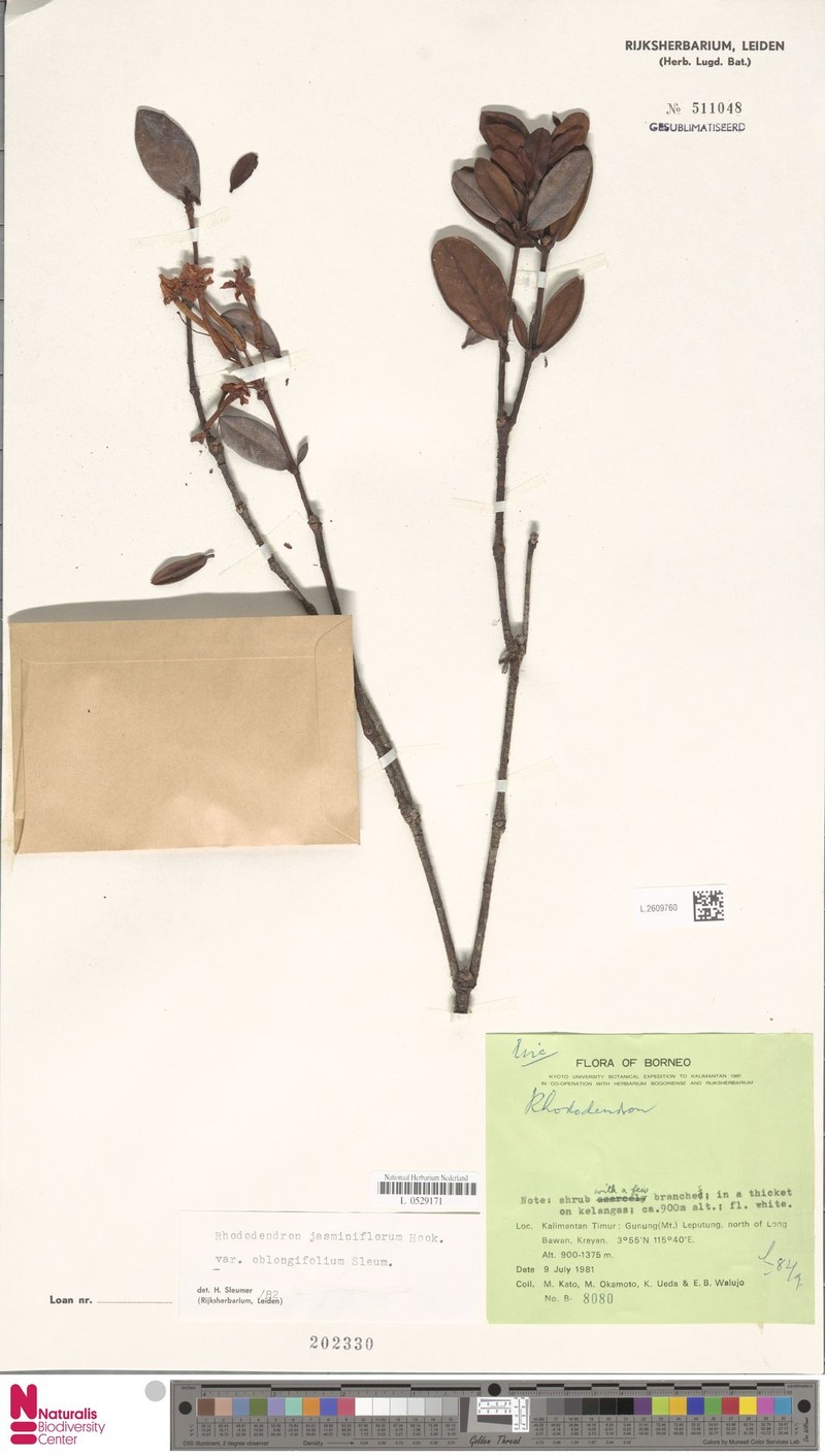 Rhododendron jasminiflorum subsp. oblongifolium photo 4