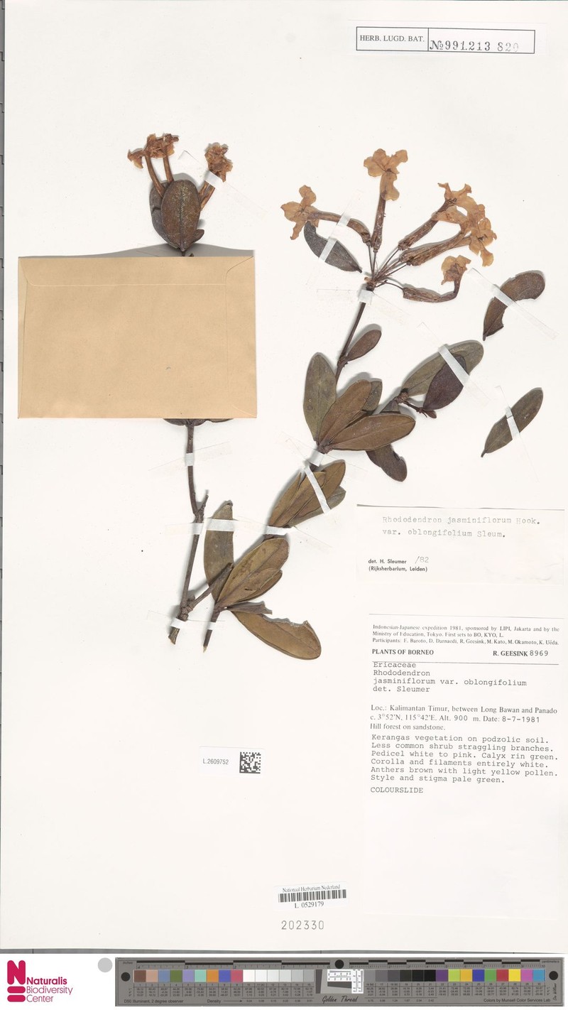 Rhododendron jasminiflorum subsp. oblongifolium photo 5
