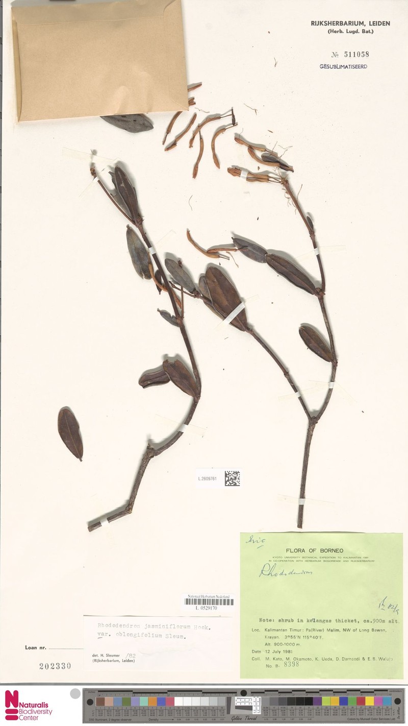 Rhododendron jasminiflorum subsp. oblongifolium photo 6