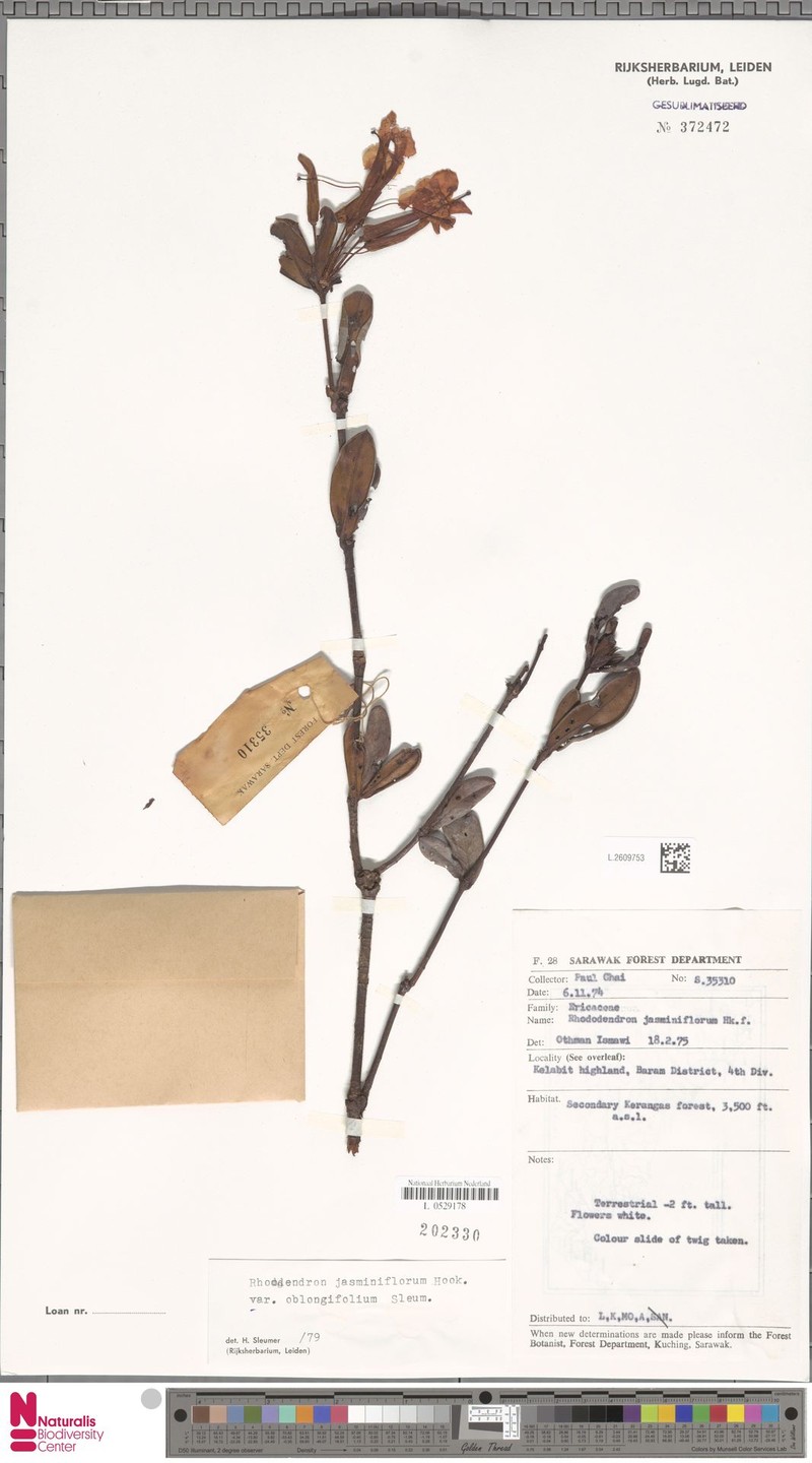 Rhododendron jasminiflorum subsp. oblongifolium photo 7
