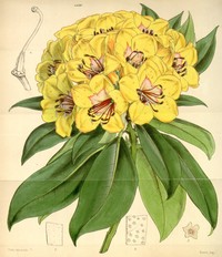 Rhododendron javanicum