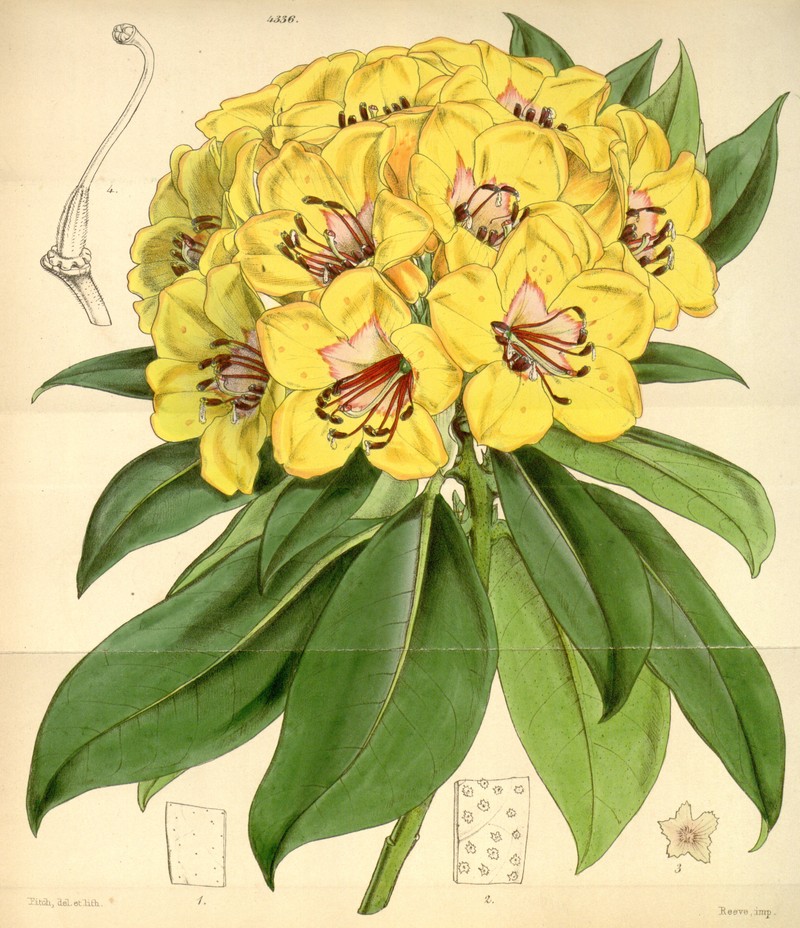 Rhododendron javanicum