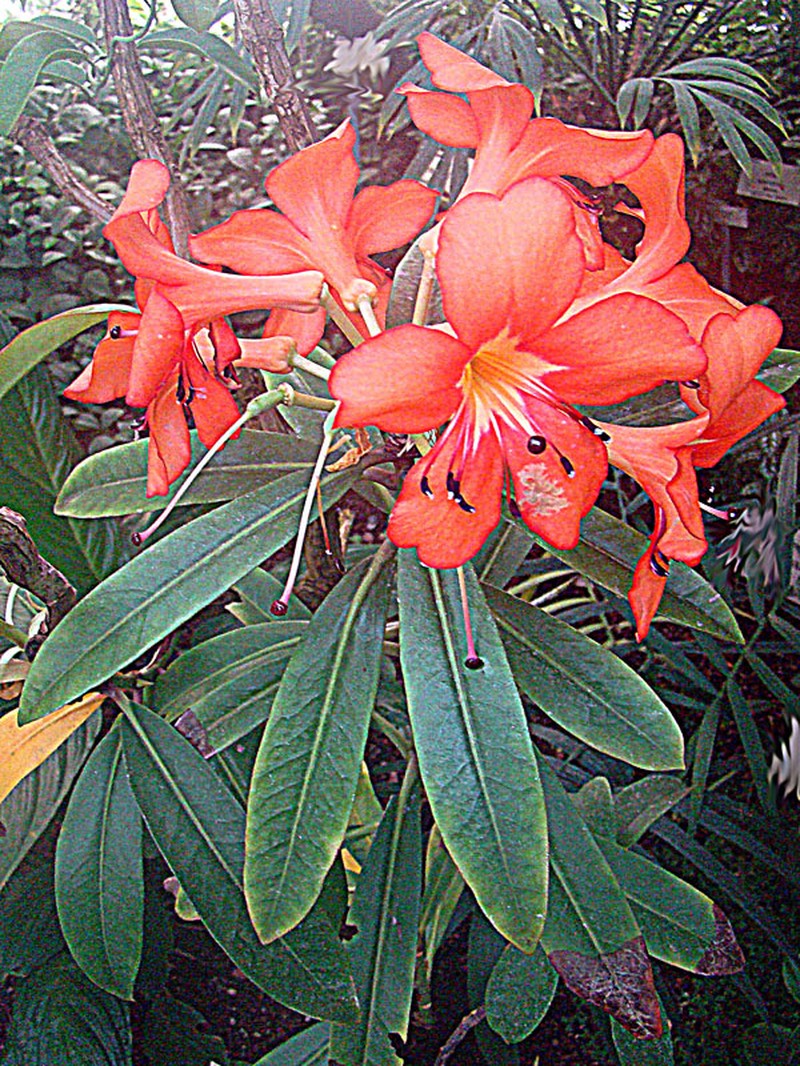 Rhododendron javanicum photo 2