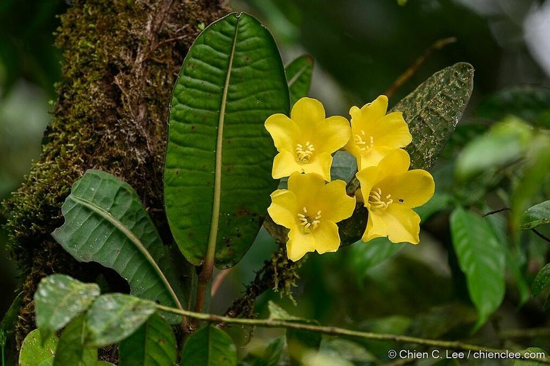 Rhododendron javanicum photo 3