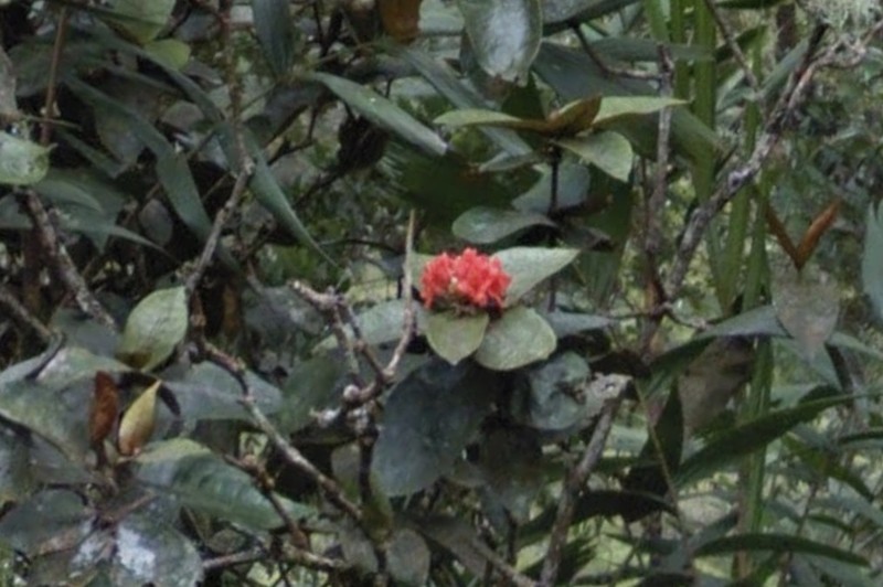 Rhododendron javanicum photo 5