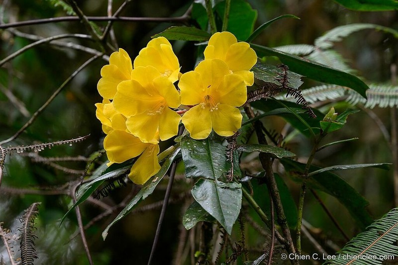 Rhododendron javanicum photo 6