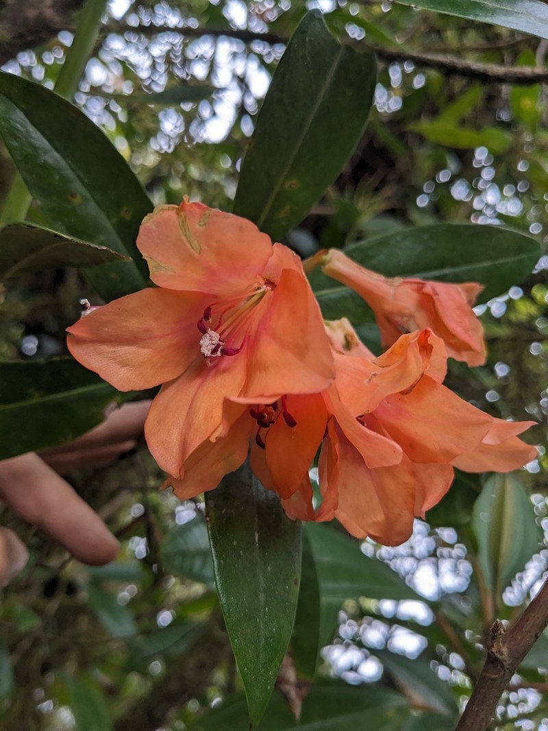 Rhododendron javanicum photo 7