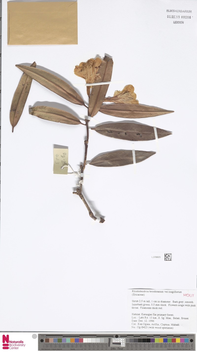 Rhododendron javanicum subsp. brookeanum photo 2