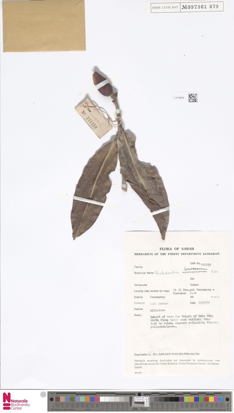 Rhododendron javanicum subsp. brookeanum photo 3