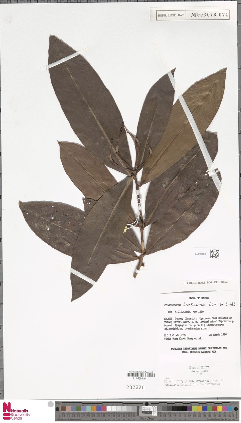 Rhododendron javanicum subsp. brookeanum photo 4