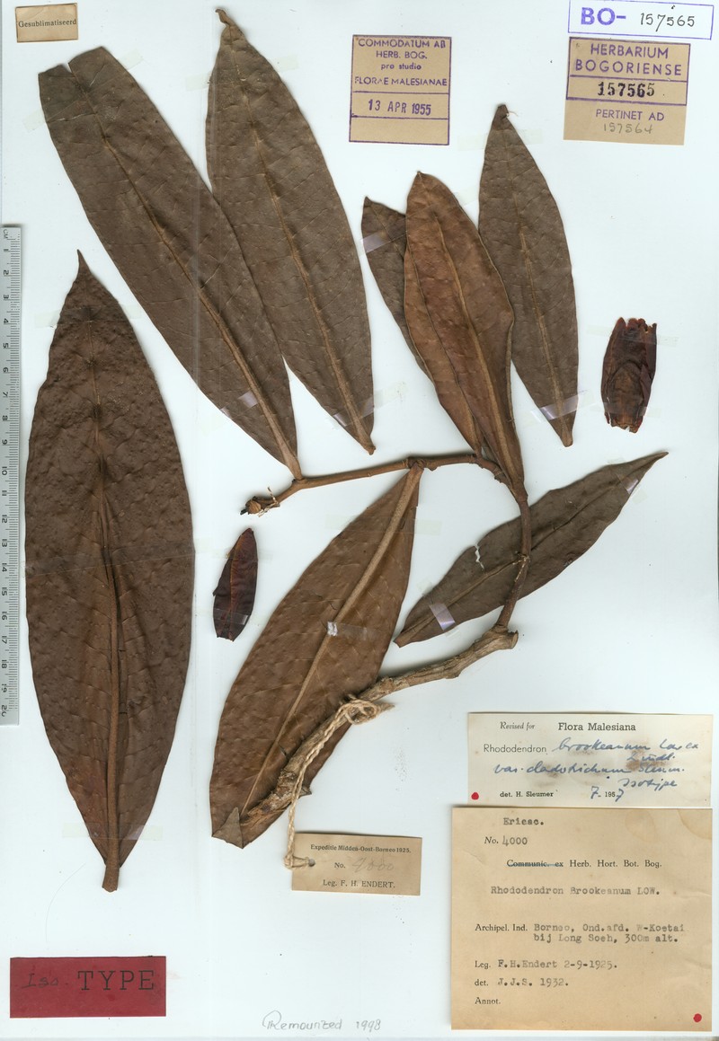 Rhododendron javanicum subsp. cladotrichum photo 2