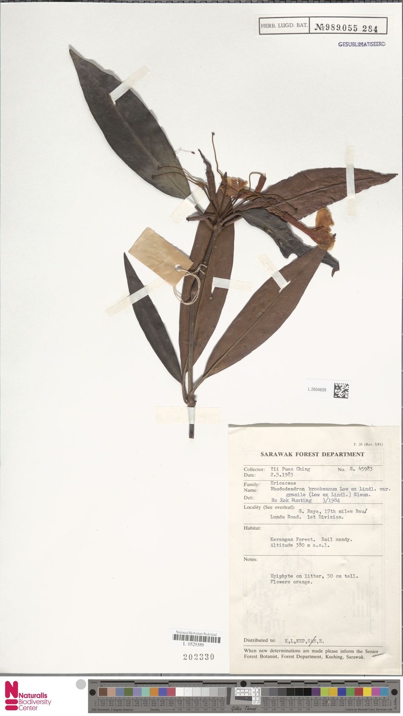 Rhododendron javanicum subsp. gracile