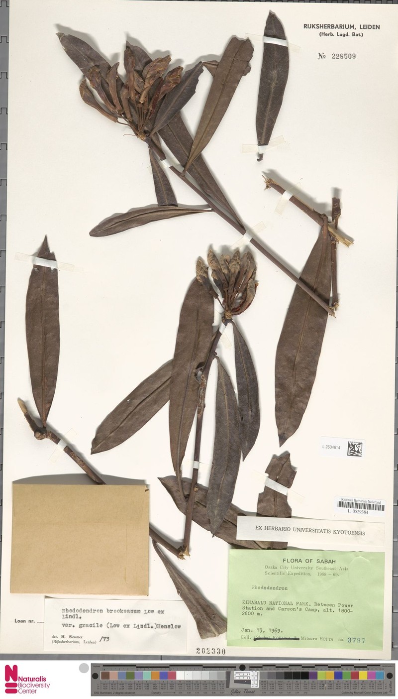Rhododendron javanicum subsp. gracile photo 2