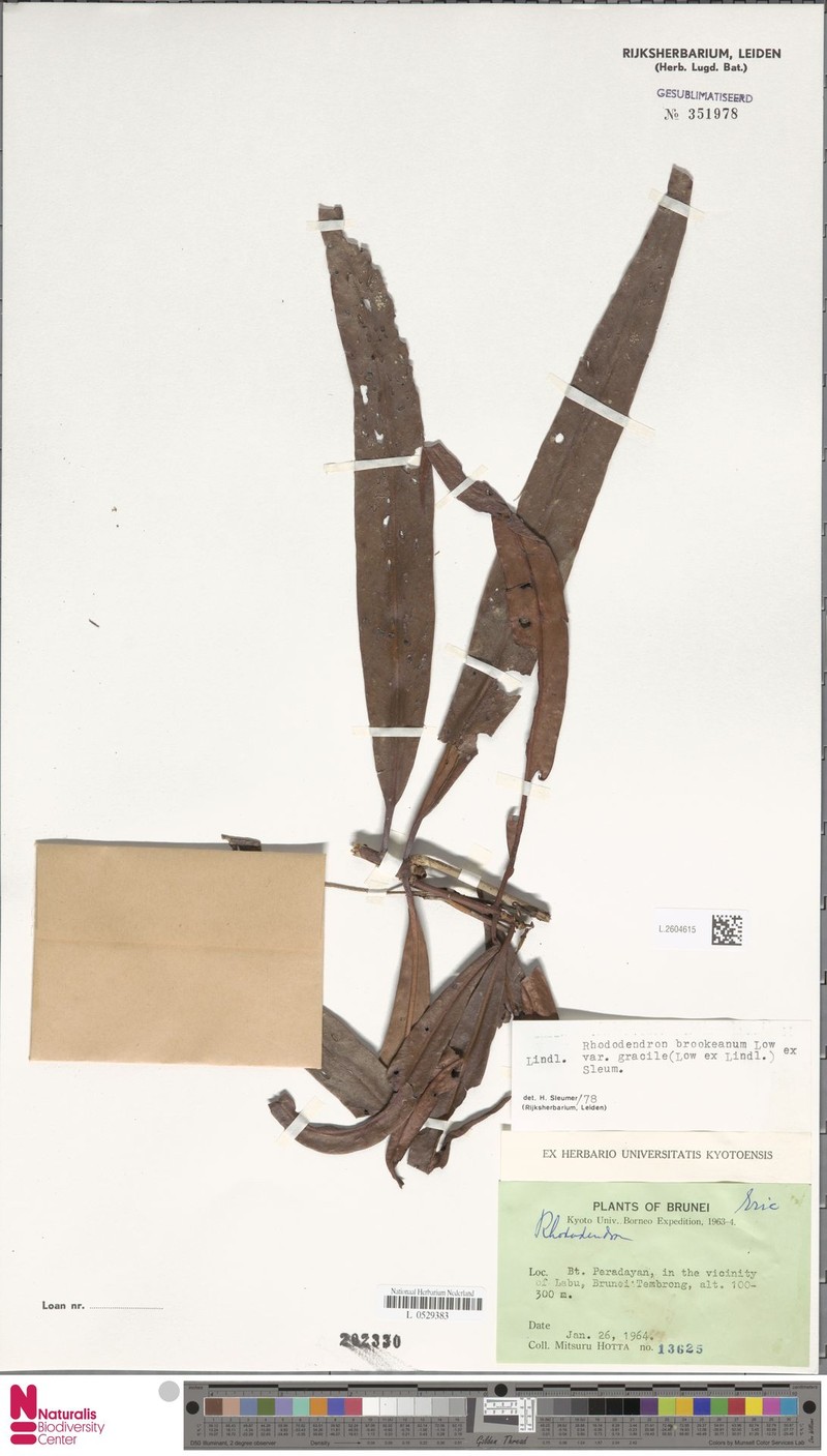 Rhododendron javanicum subsp. gracile photo 3
